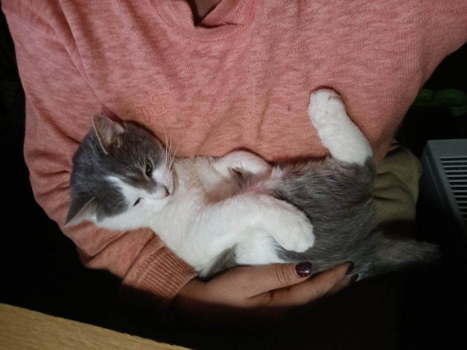 Кіт в добрі руки Кот білий з сірим