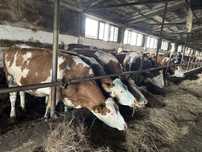 Jałówki cielne krowy mleczne Simental SM SIM Simmental