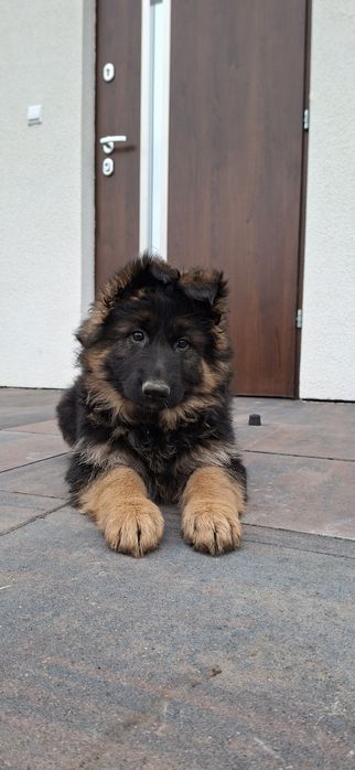 Owczarek Niemiecki Długowłosy Szczeniak