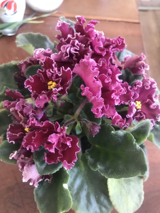 Продам фиалки цветущие