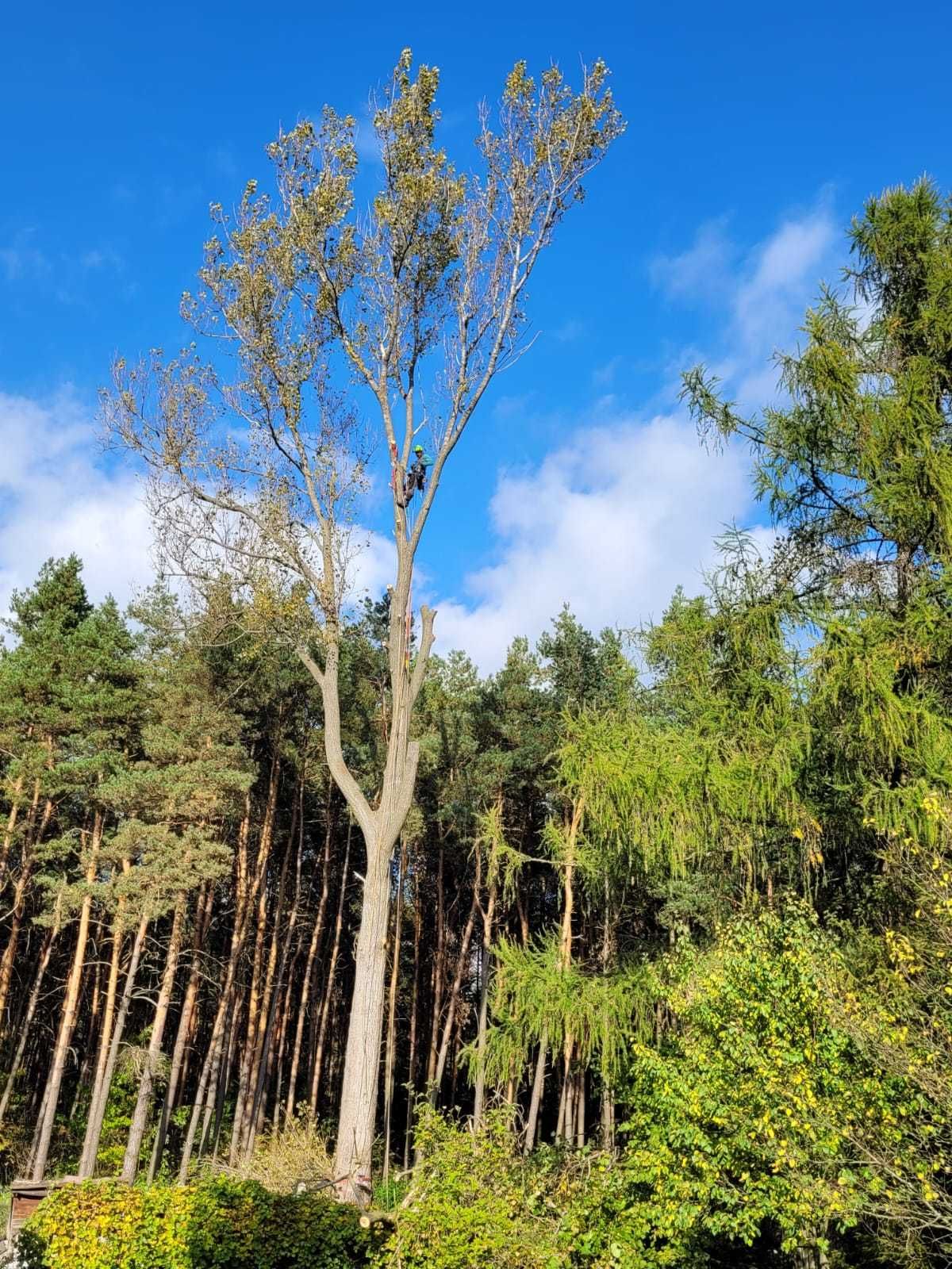 wycinka i pielęgnacja drzew, utylizacja, frezowanie pni, CAŁY ROK