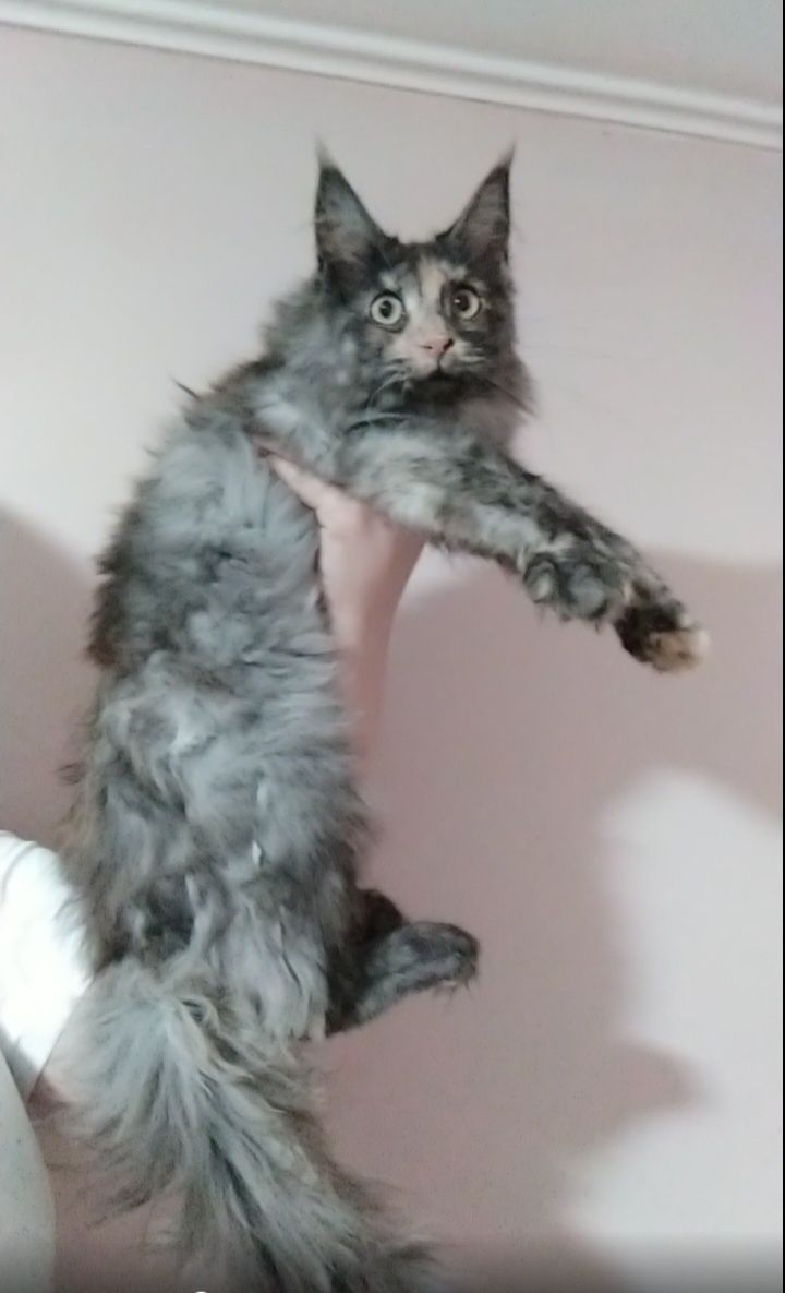 Красивейший котенок
