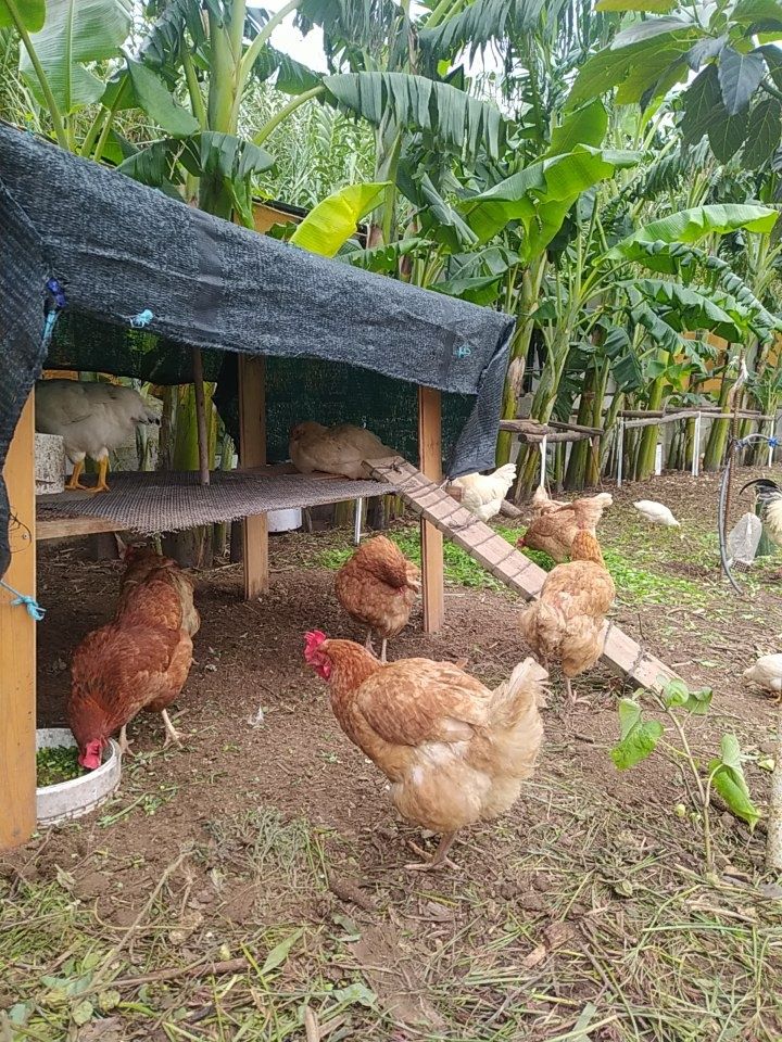 Ovos Galinhas ,Criadas Ar Livre, alimentação saudáv