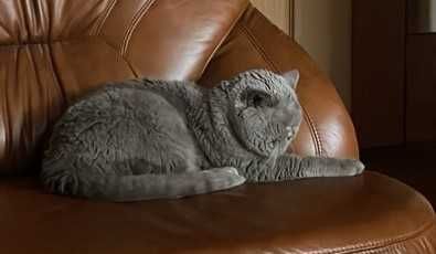 Шотландский прямоухий кот приглашает на вязку