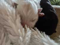 sunia pies cudowna pies pomeranian