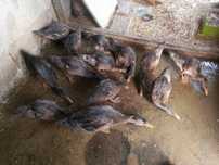 Vendo patos com cruzamento de Rouen