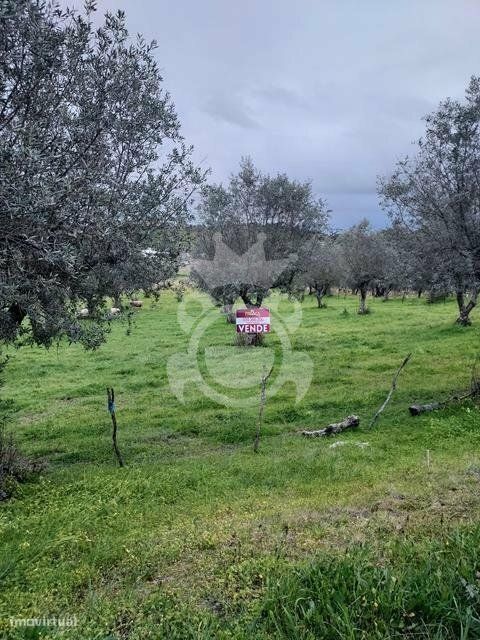 Terreno rústico com olival