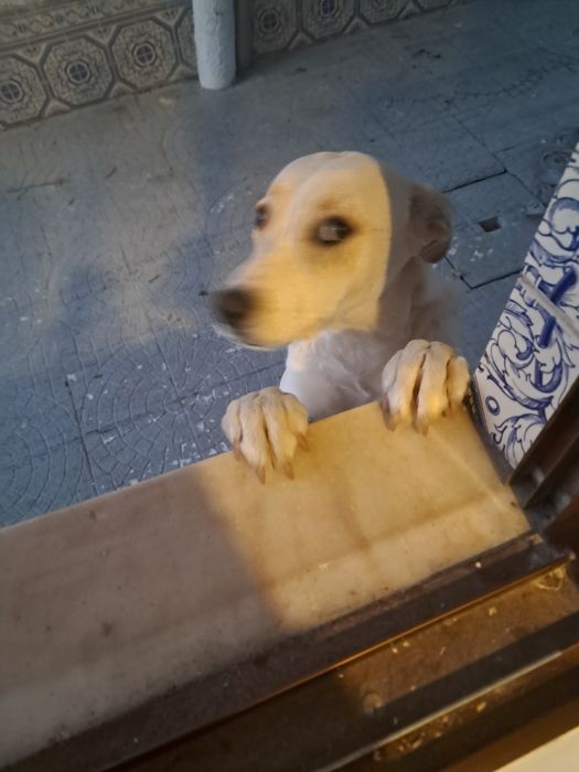 Dou cadelinha muito meiga