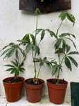 Anthurium, Syngonium e Philodendron