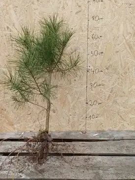 Sadzonki drzew sosna, brzoza, dąb. Osika. Olszyna