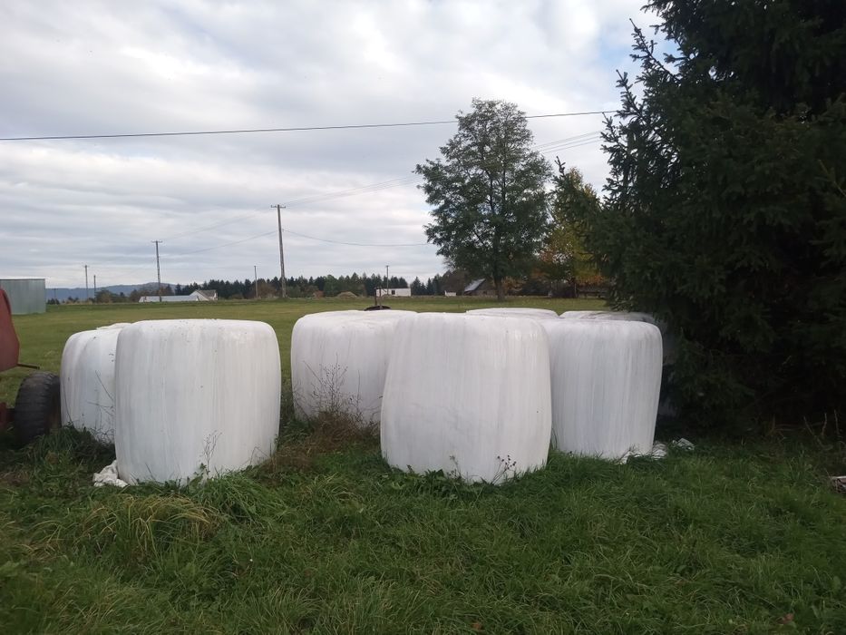 Sprzedam kiszonkę ze siana w balach