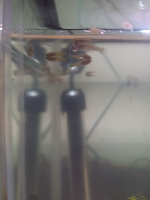 Crias de guppys xxl