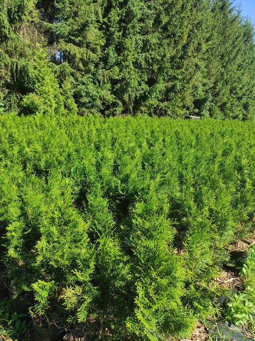 TUJA THUJA SMARAGD, SZMARAGD
90–190 cm w ofercie również inne wymiary