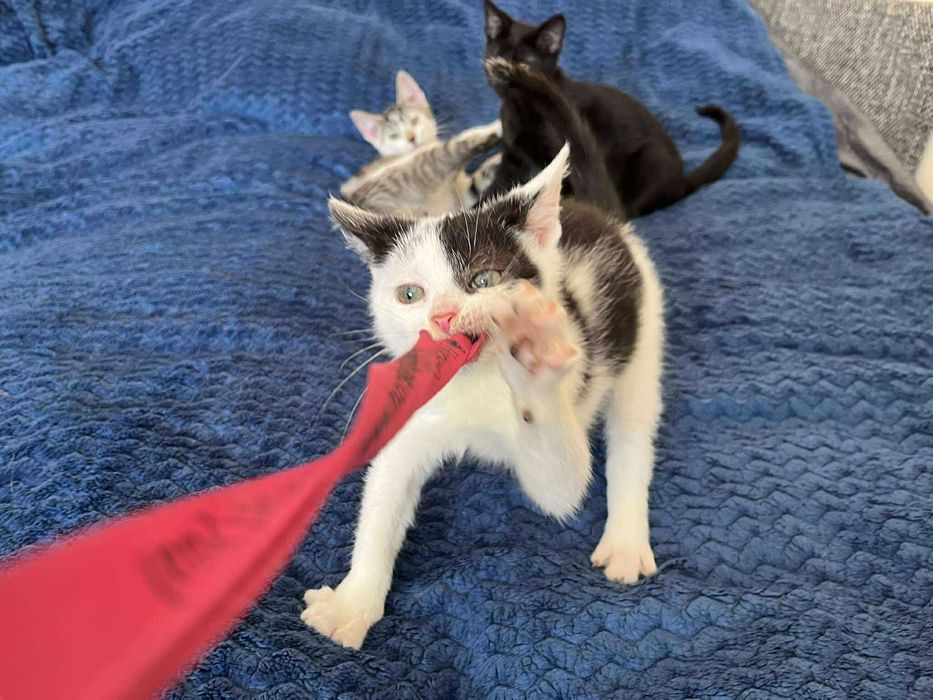 Łaciaty maleńki skarb do adopcji!