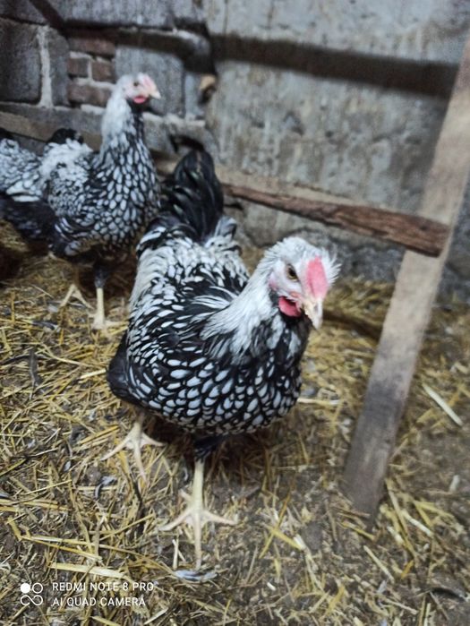 Sprzedam koguty wyandotty srebrnołuskie