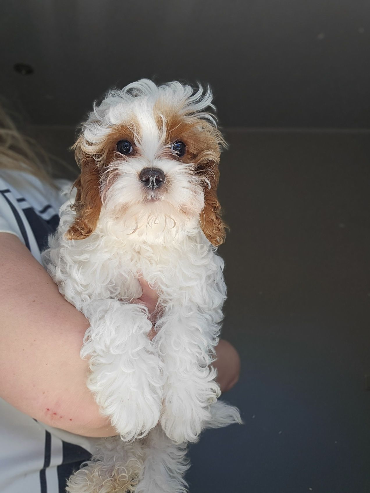 Cavapoo / Chlopiec