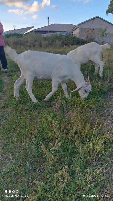 Молодые козочки.