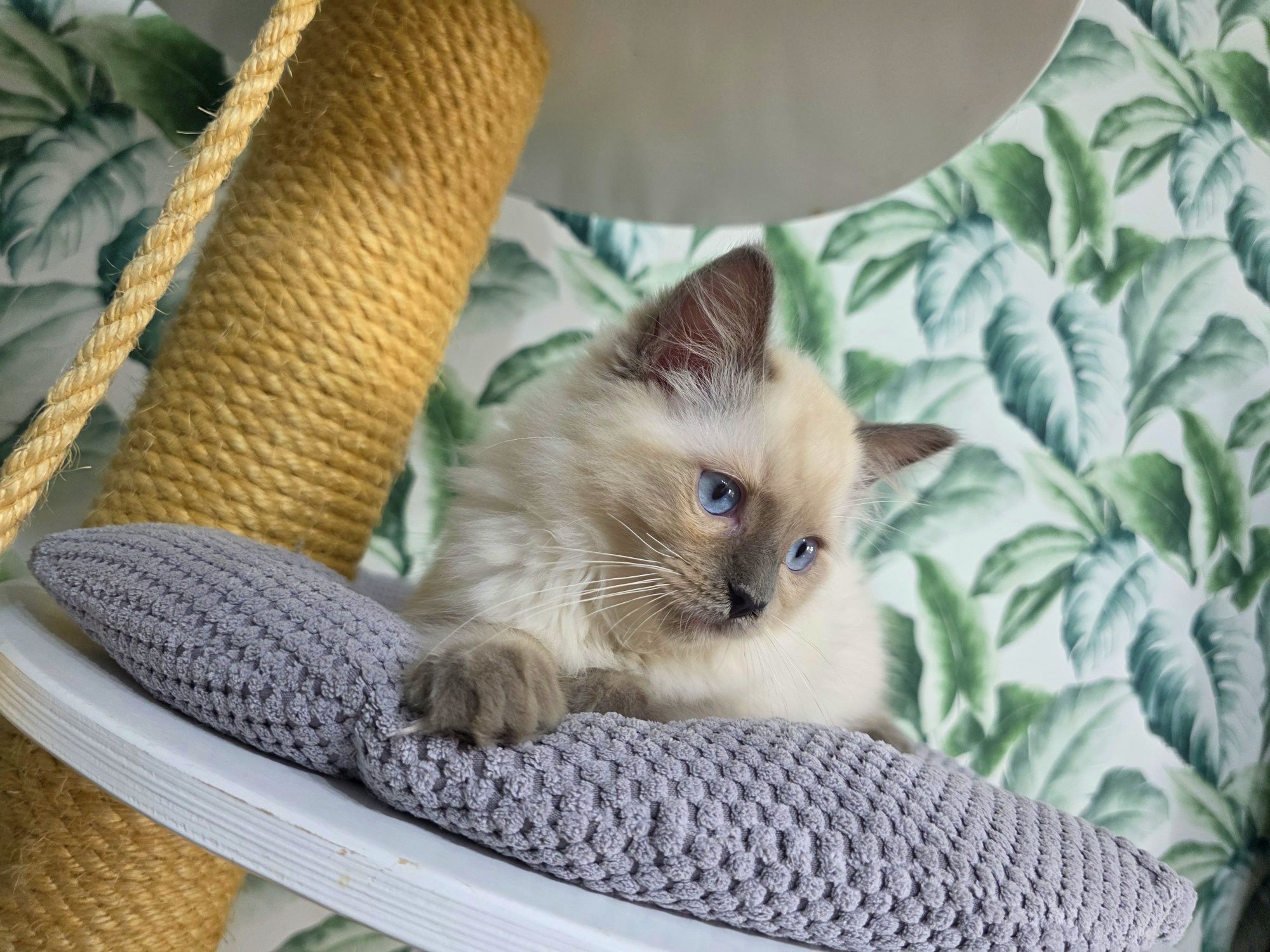 Kocurek ragdoll rodowód WCF