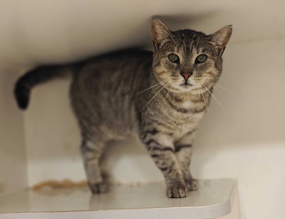 Лагідне чудо позитивна товариська кішка-няшка Аста 1,5р.