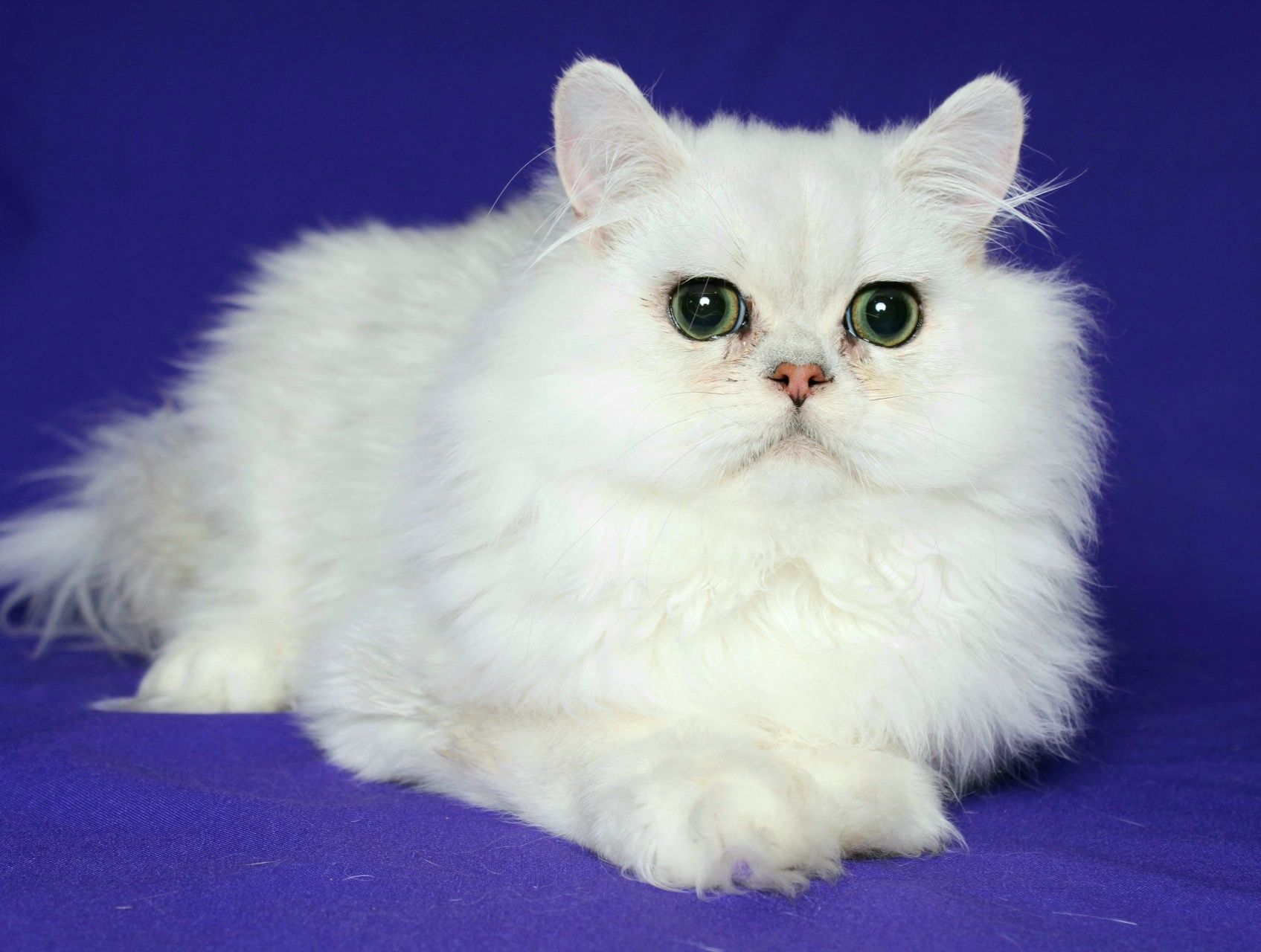 Персидский мальчик