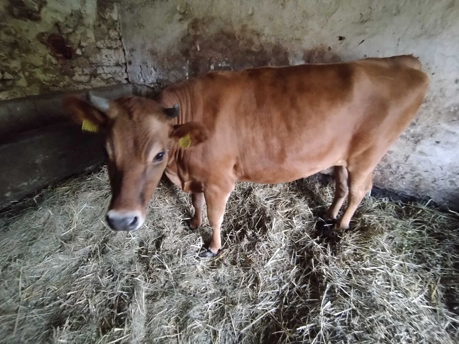 Jałówki na chów dalszy