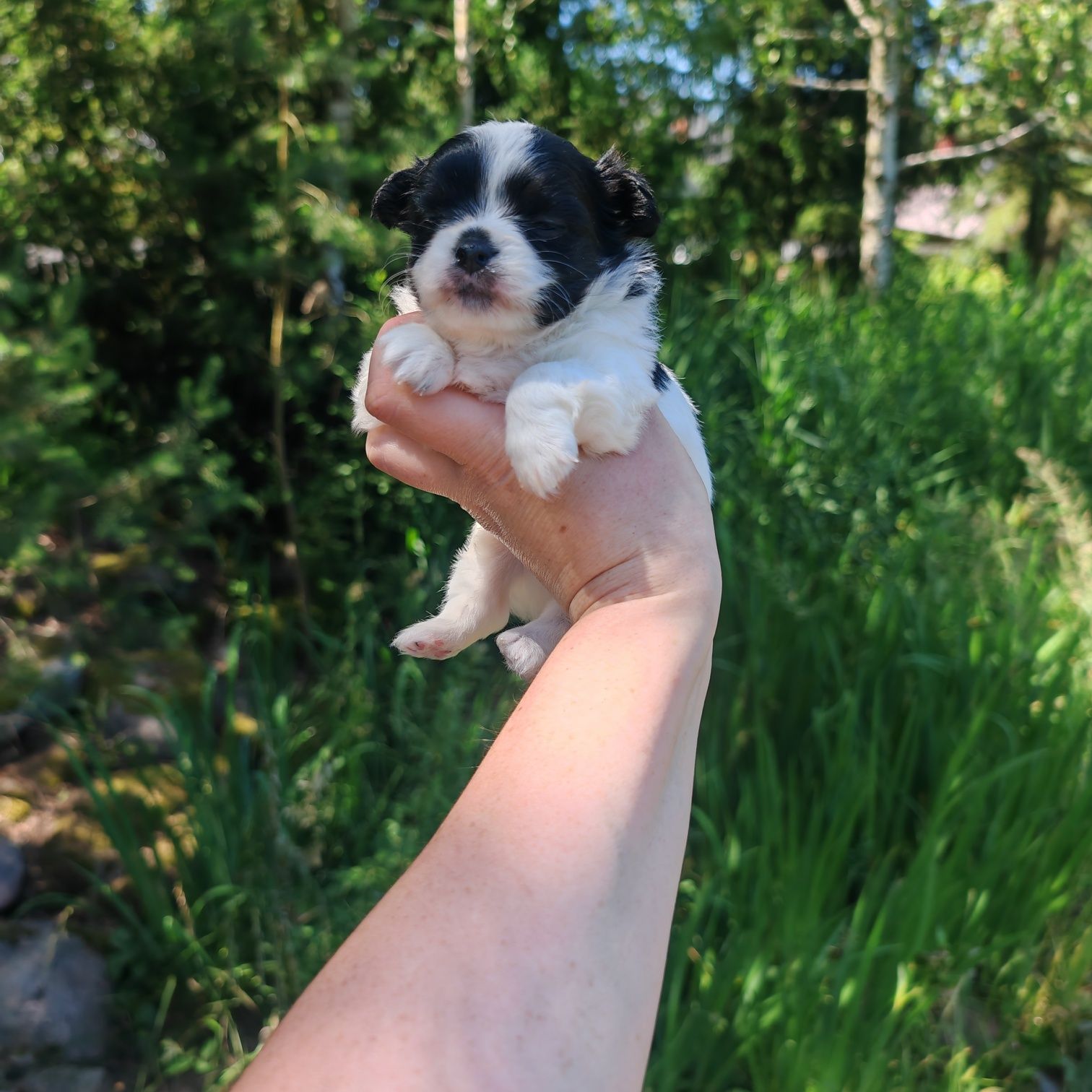 Chihuahua  Rodowód paszport wyprawka