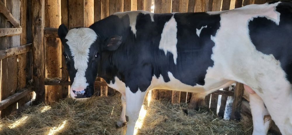 Продам бички на тримання чисто кровні голштини- сементал.