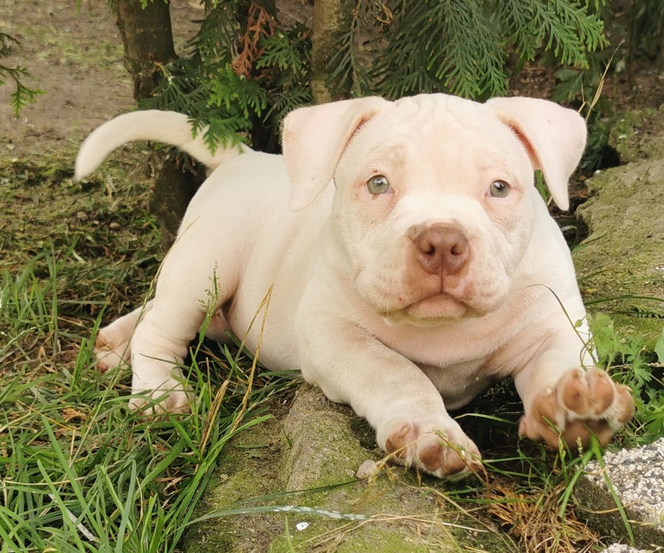 American bully suczka ABKC