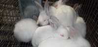 Продам Кроликі та кроленята Калифорния