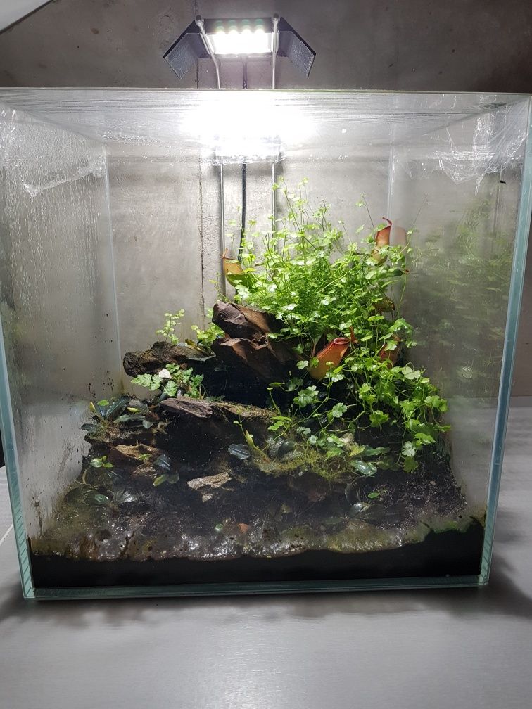 Paludarium akwarium