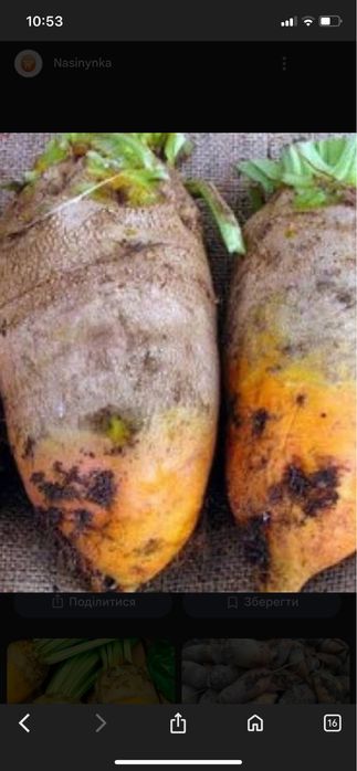 Кормовий буряк буряк пастерний продам оптом