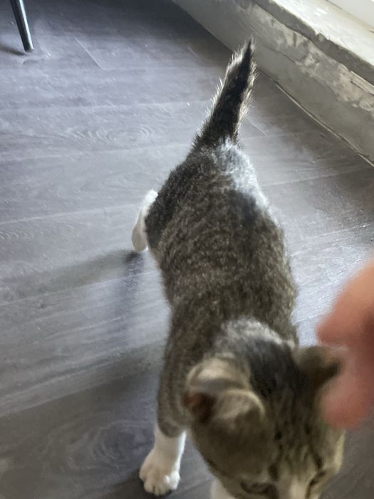 Маленька дівчинка, кошеня.