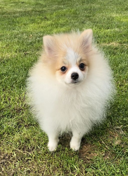 Szpic miniaturowy piesek biało rudy