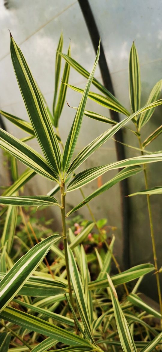 Bamboo amarelo e verde