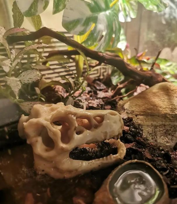 Mała kryjówka czaszka dinozaur do terrarium lub akwarium