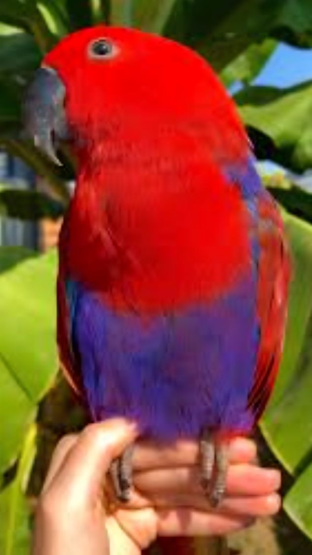 Papagaio ecletus