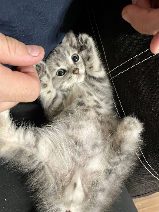 Кошеня в добрі руки, котенок бесплатно, котик даром, киценя, котенок