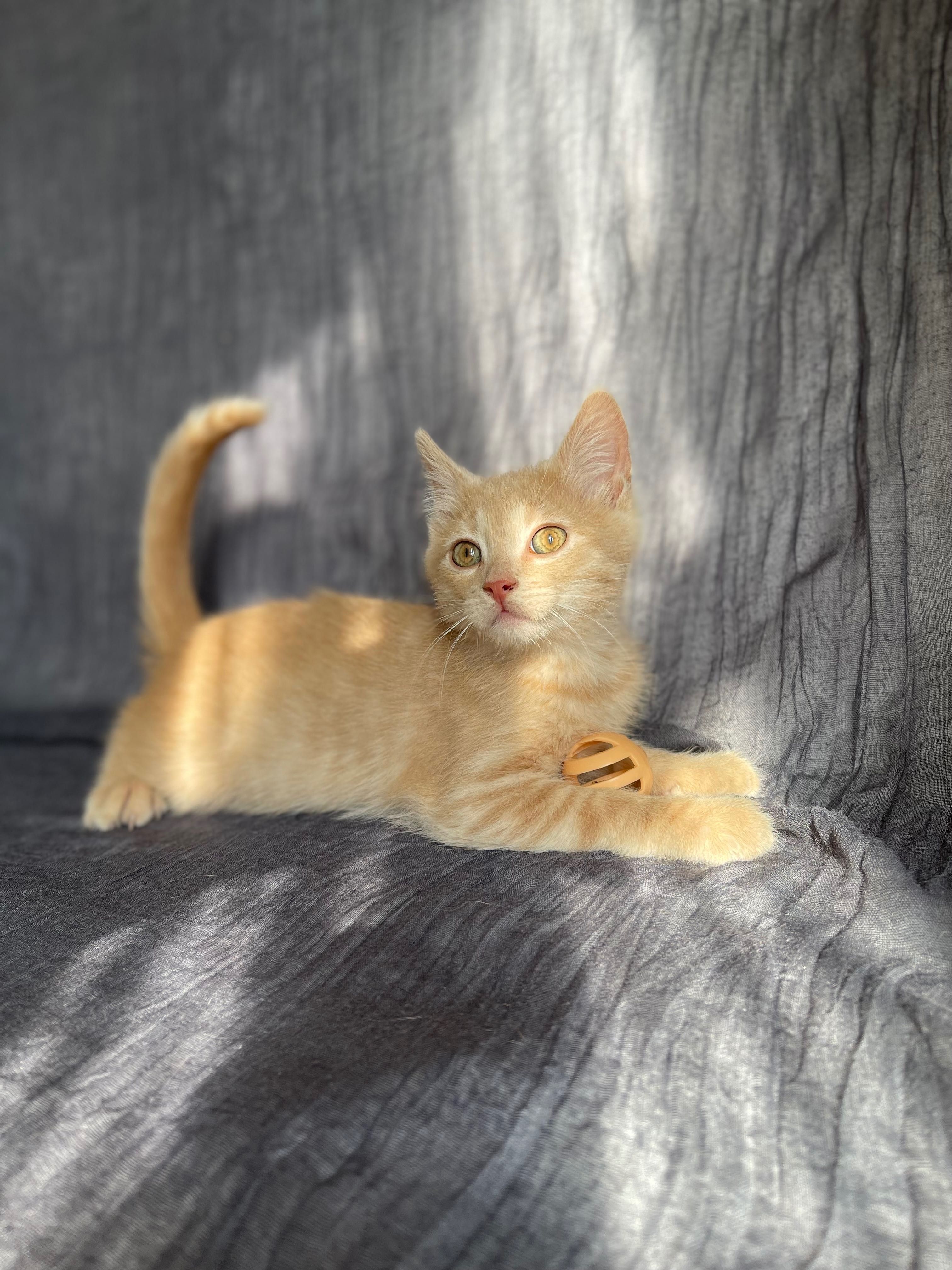 Котята отдам красивый котенок