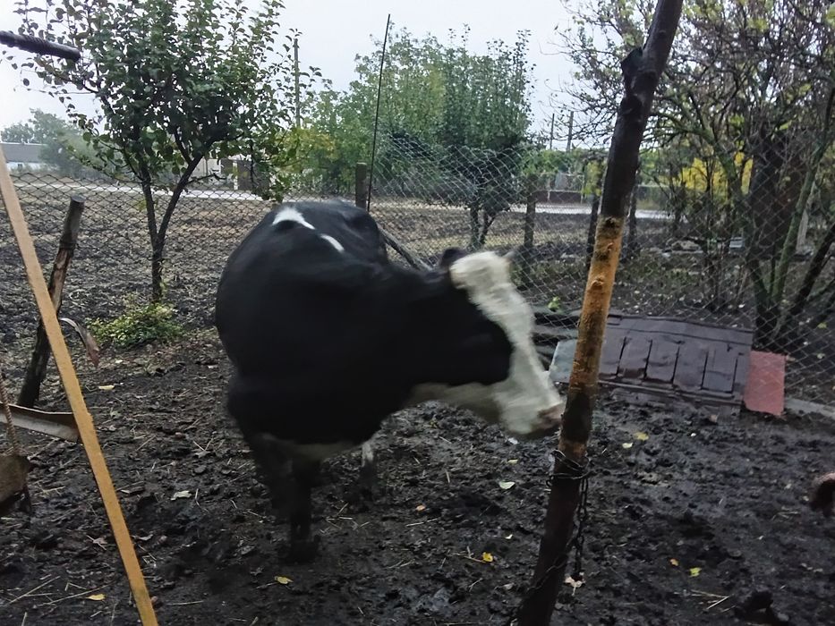 Продам тільну телицю