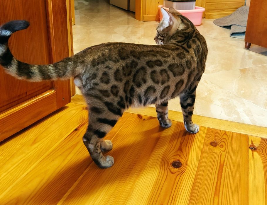 Вязка бенгальского кота