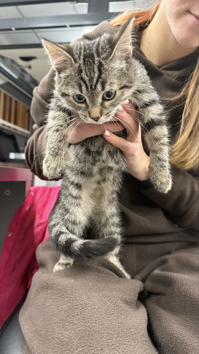 Кошеня шукає родину