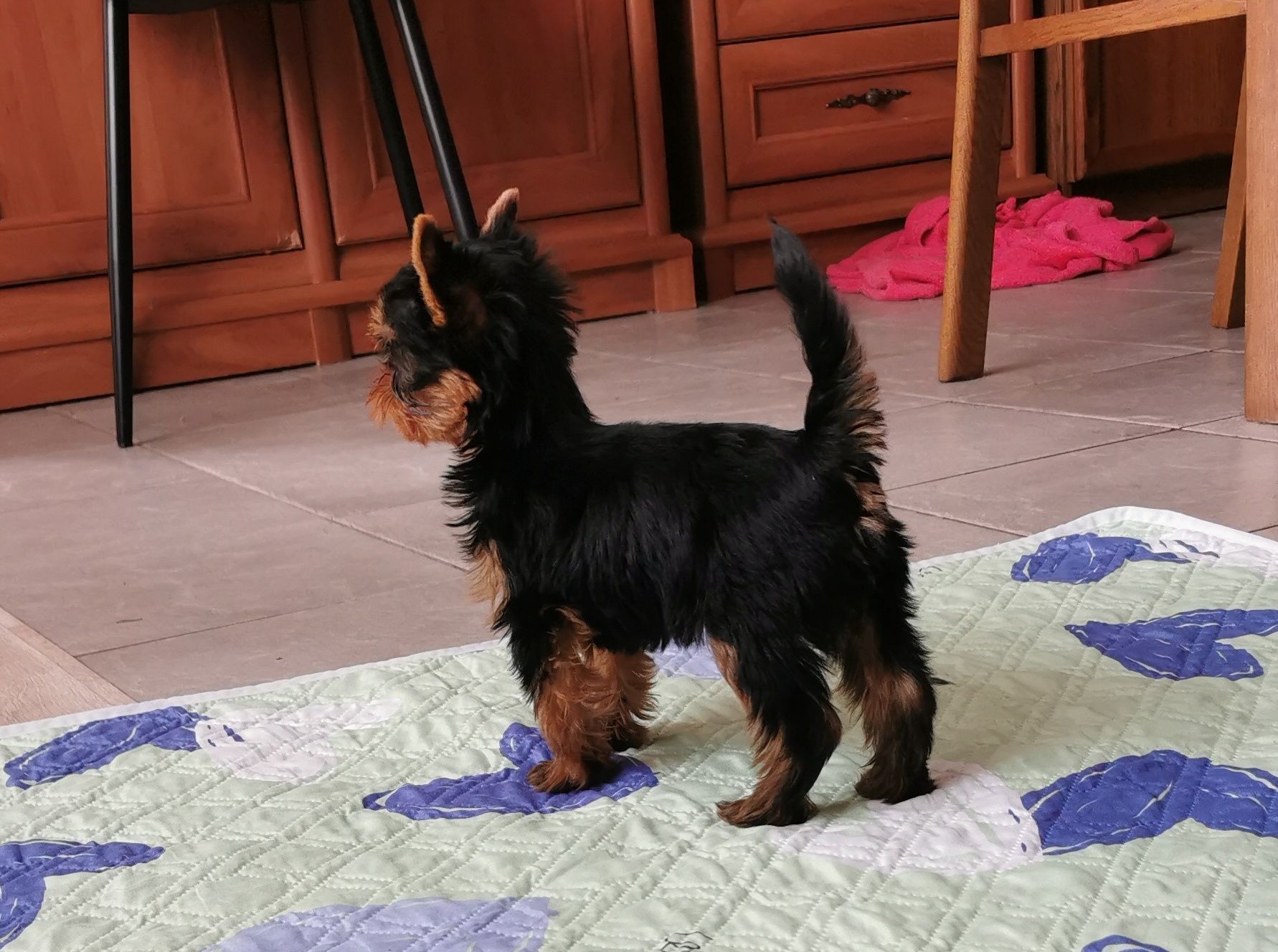 Śliczny szczeniak rasy yorkshire terrier