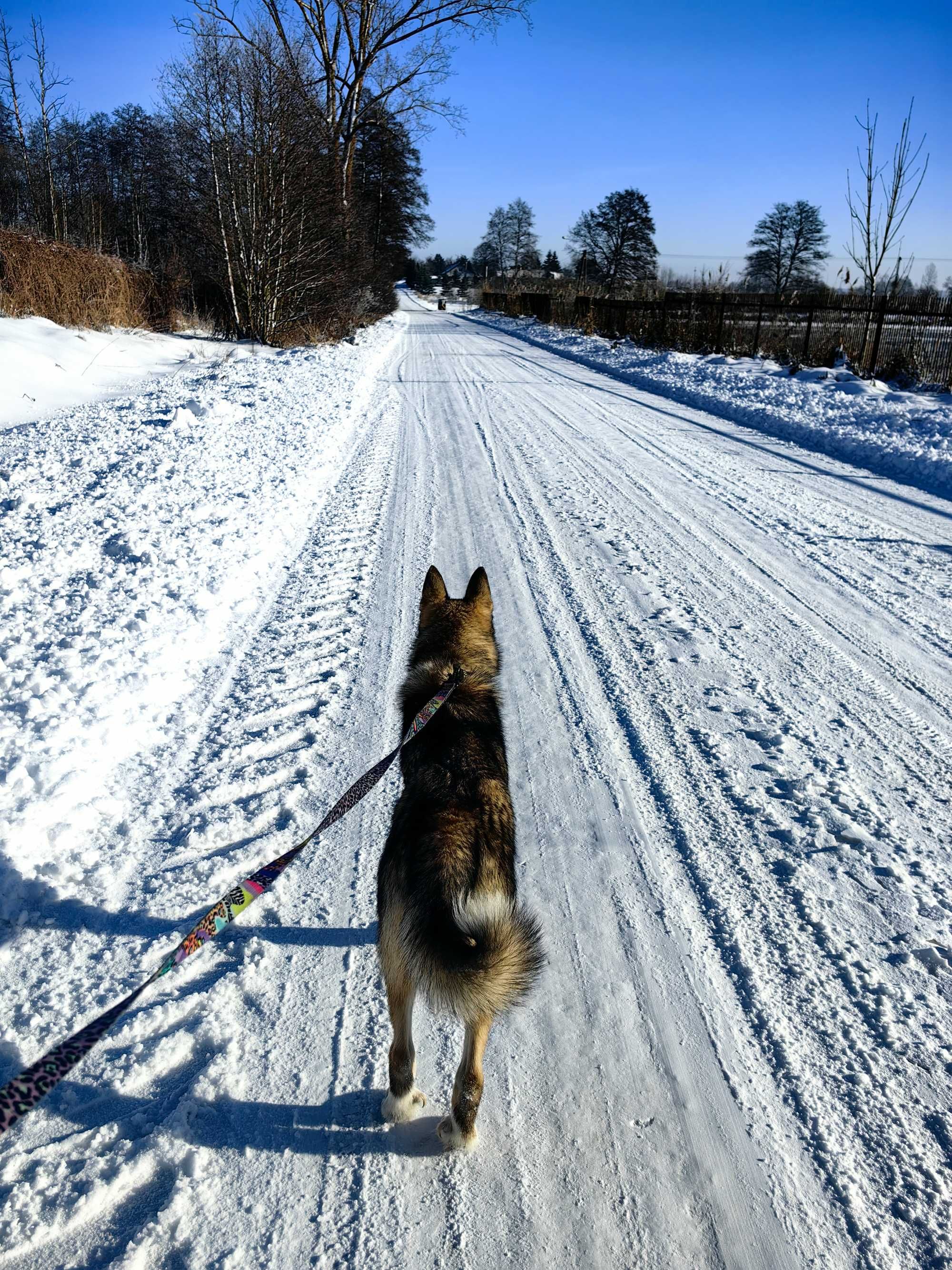 Petsitter opieka nad zwierzetami Lublin