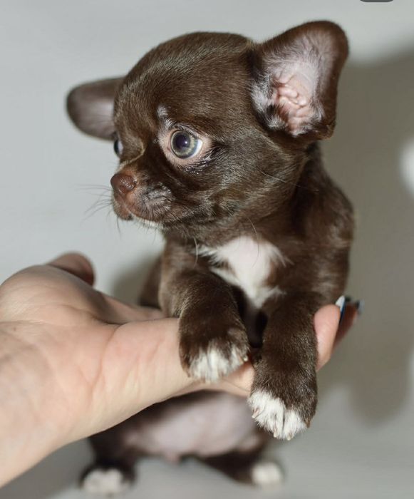 ,Щоколадні малюки під Ялиночку