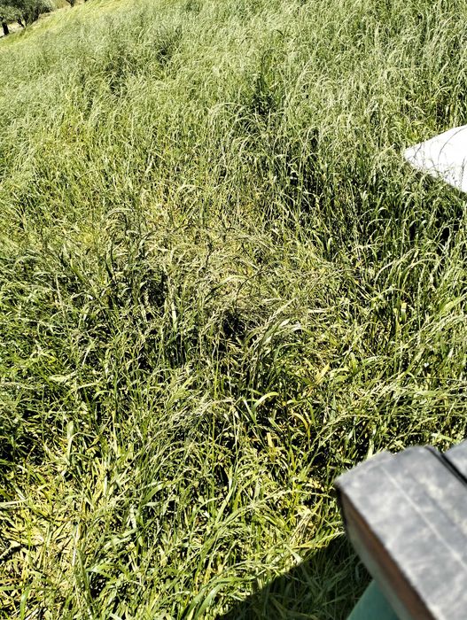 Feno de azevem de muito boa qualidade. Com possibilidade de transporte