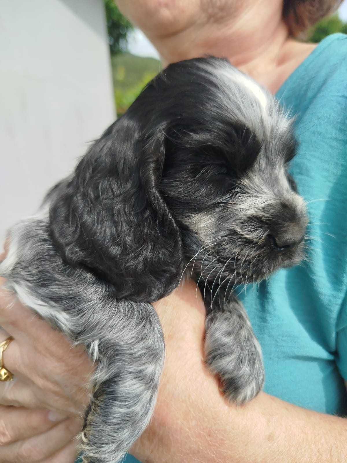 Cocker Spaniel Femea