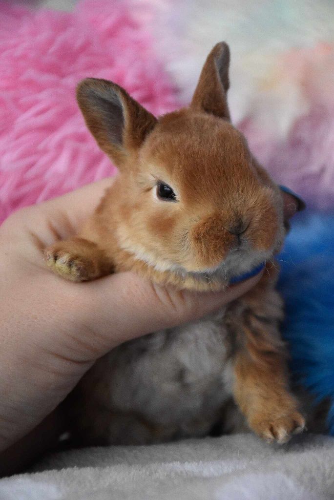 Króliki króliczki miniaturki  Rexy, Niderlandzkie