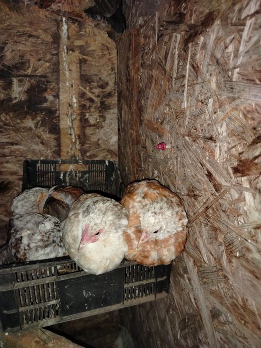 Liliputy kury koguty