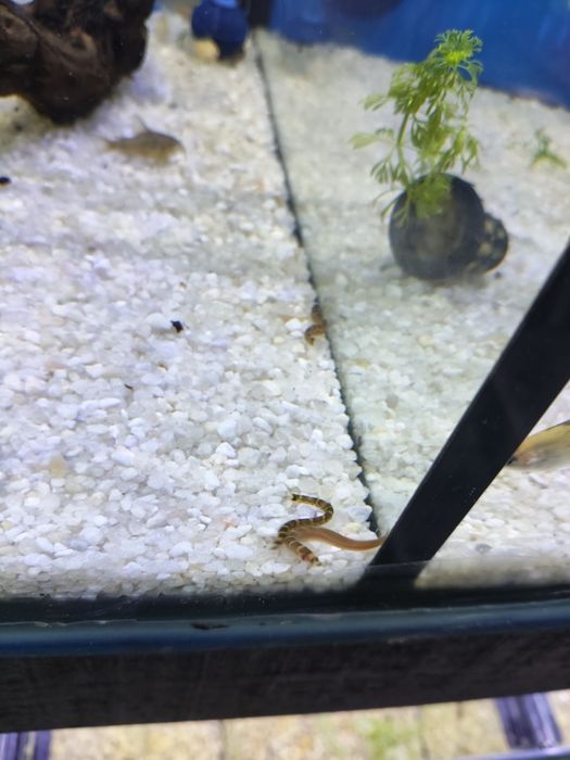 Cobra    kulhi  (pangio  kuhlii)