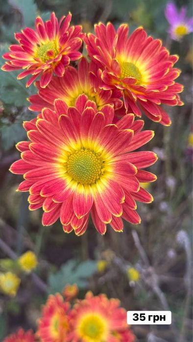 Хризантема різнокольорова